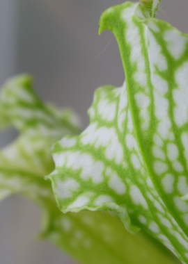Sarracenia leucophylla {Baldwin, Georgia} (Anthocyanin free, all green) Clone B