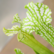 Sarracenia leucophylla {Baldwin, Georgia} (Anthocyanin free, all green) Clone B