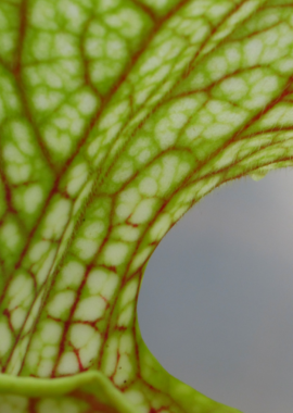 Sarracenia leucophylla {Garcon Point, Santa Rosa Co., FL,} (clone F, ex. Sryba)