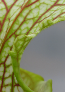 Sarracenia leucophylla {Garcon Point, Santa Rosa Co., FL,} (clone F, ex. Sryba)