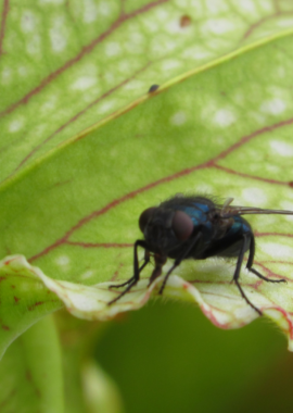 Sarracenia leucophylla {Garcon Point, Santa Rosa Co., FL,} (clone F, ex. Sryba)
