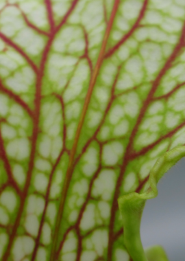 Sarracenia leucophylla {Garcon Point, Santa Rosa Co., FL,} (clone F, ex. Sryba)