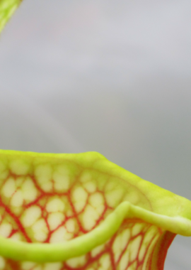 Sarracenia leucophylla {Garcon Point, Santa Rosa Co., FL,} (clone F, ex. Sryba)