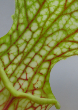 Sarracenia leucophylla {Garcon Point, Santa Rosa Co., FL,} (clone F, ex. Sryba)