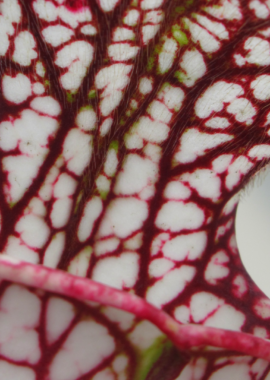 Sarracenia leucophylla (Giant)