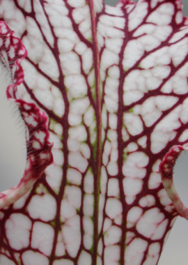 Sarracenia leucophylla (Giant)