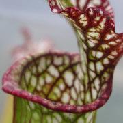 Sarracenia leucophylla (Giant)
