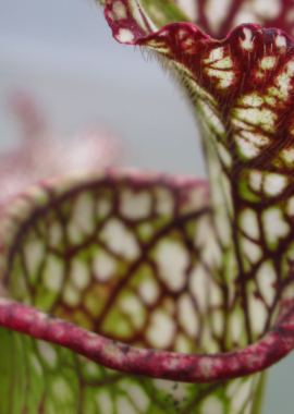 Sarracenia leucophylla (Giant)