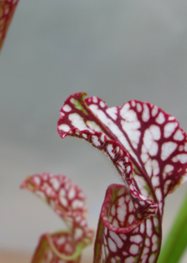 Sarracenia leucophylla (Giant)