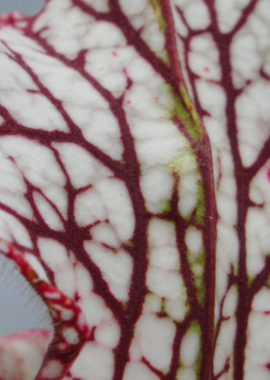 Sarracenia leucophylla (Giant)