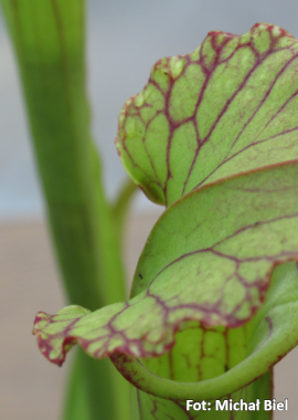 Sarracenia leucophylla (Giant autumn pitchers)