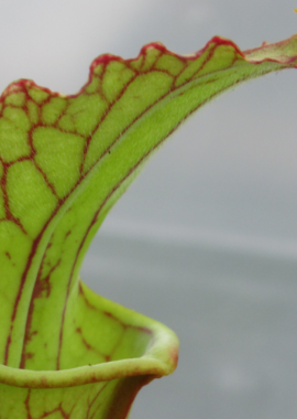 Sarracenia leucophylla (Giant autumn pitchers)