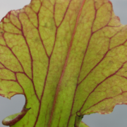 Sarracenia leucophylla (Giant autumn pitchers)