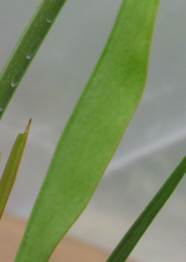 Sarracenia leucophylla 'Helmut’s Delight’