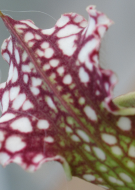 Sarracenia leucophylla {Perdido}