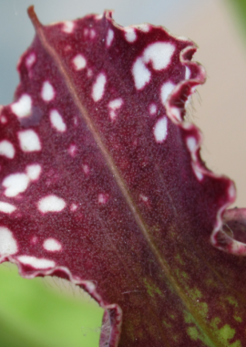 Sarracenia leucophylla {Perdido}