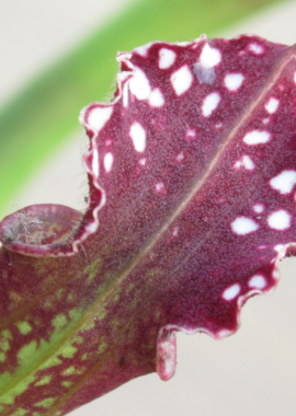 Sarracenia leucophylla {Perdido}