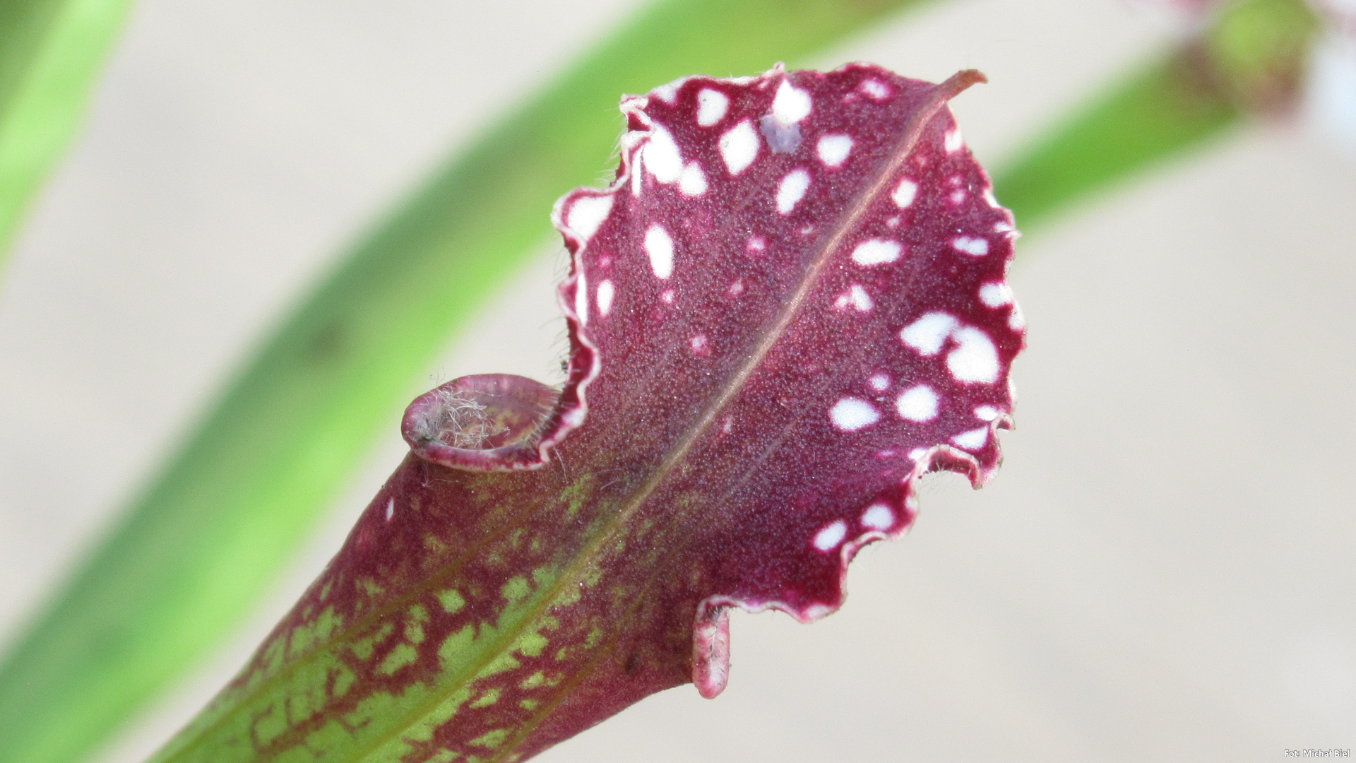 Sarracenia leucophylla {Perdido}