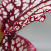 Sarracenia - 'C24 059'
