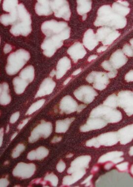 Sarracenia – 'C24 059′