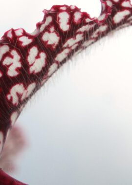 Sarracenia – 'C24 059′