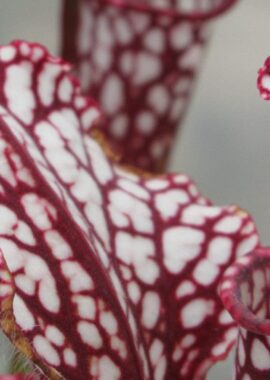 Sarracenia – 'C24 059′