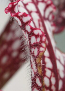 Sarracenia – 'C24 059′