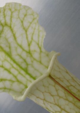Sarracenia – 'C24 White A’