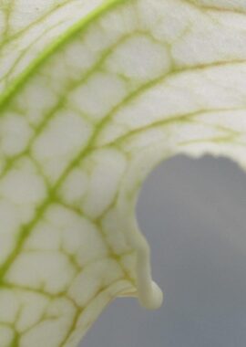 Sarracenia – 'C24 White A’