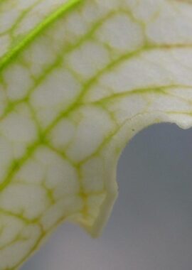 Sarracenia – 'C24 White A’