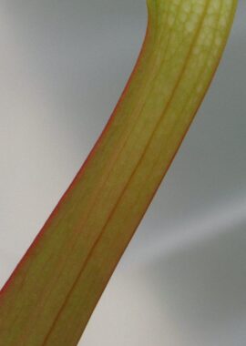 Sarracenia – 'C24 White A’