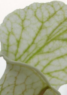 Sarracenia – 'C24 White A’