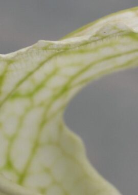 Sarracenia – 'C24 White A’