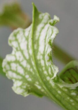 Sarracenia leucophylla 'Schnell’s Ghost’