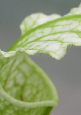 Sarracenia leucophylla 'Schnell’s Ghost’