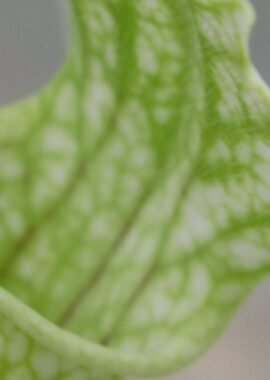 Sarracenia leucophylla 'Schnell’s Ghost’
