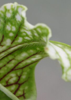 Sarracenia leucophylla 'Schnell’s Ghost’