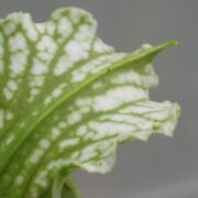 Sarracenia leucophylla 'Schnell's Ghost'