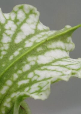 Sarracenia leucophylla 'Schnell’s Ghost’