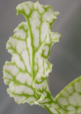 Sarracenia leucophylla var. heterophylla (ex. Bill Schnoll)