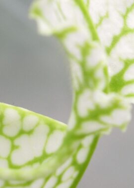 Sarracenia leucophylla var. heterophylla (ex. Bill Schnoll)