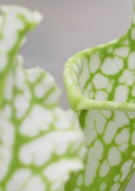 Sarracenia leucophylla var. heterophylla (ex. Bill Schnoll)