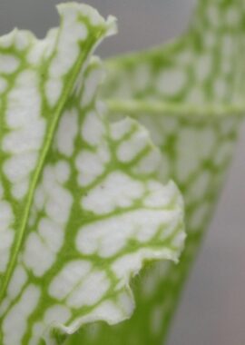 Sarracenia leucophylla var. heterophylla (ex. Bill Schnoll)