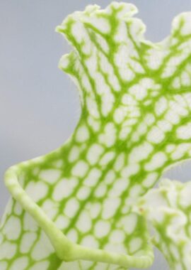 Sarracenia leucophylla var. heterophylla (ex. Bill Schnoll)