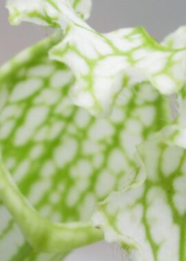 Sarracenia leucophylla var. heterophylla (ex. Bill Schnoll)