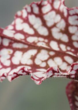 Sarracenia – 'C24 Red Muti’