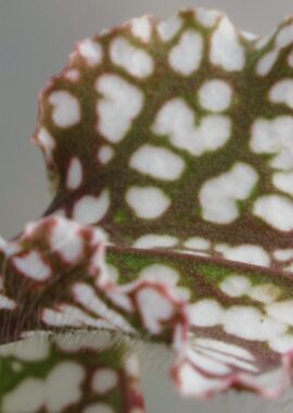Sarracenia – 'C24 Red Muti’