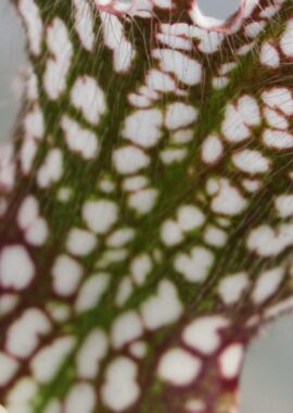 Sarracenia – 'C24 Red Muti’