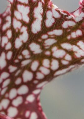 Sarracenia – 'C24 Red Muti’