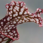 Sarracenia - 'C24 Red Muti'